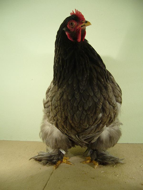 Munster 2009 148.jpg - Brahma blau von Fried. Schöneberg